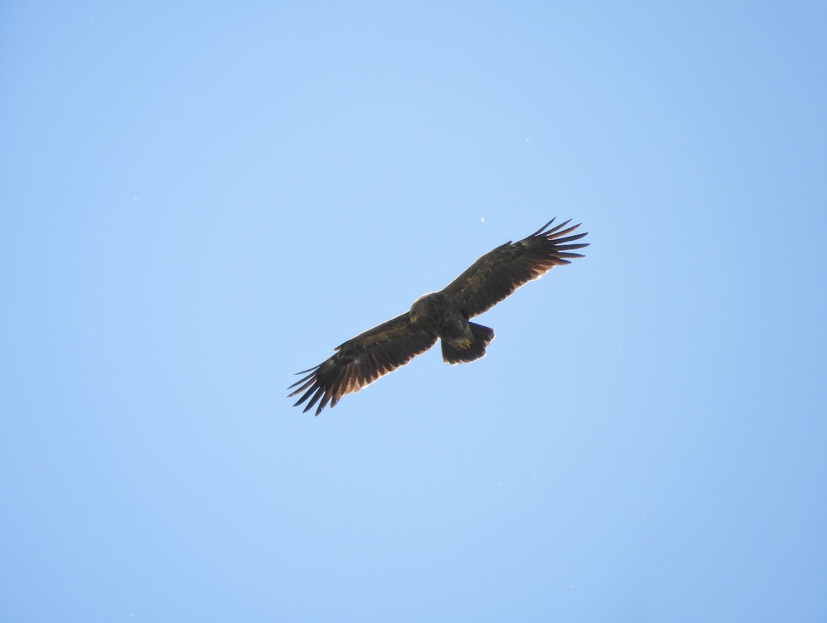 Lesser Spotted Eagle - ML618276964