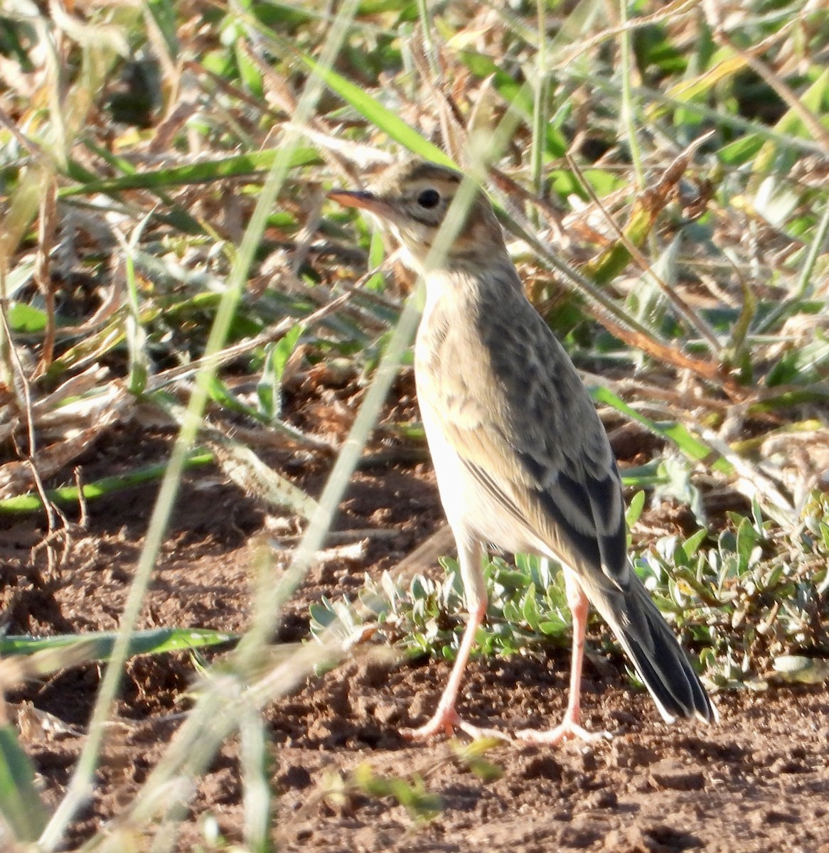 African Pipit - Gary Brent