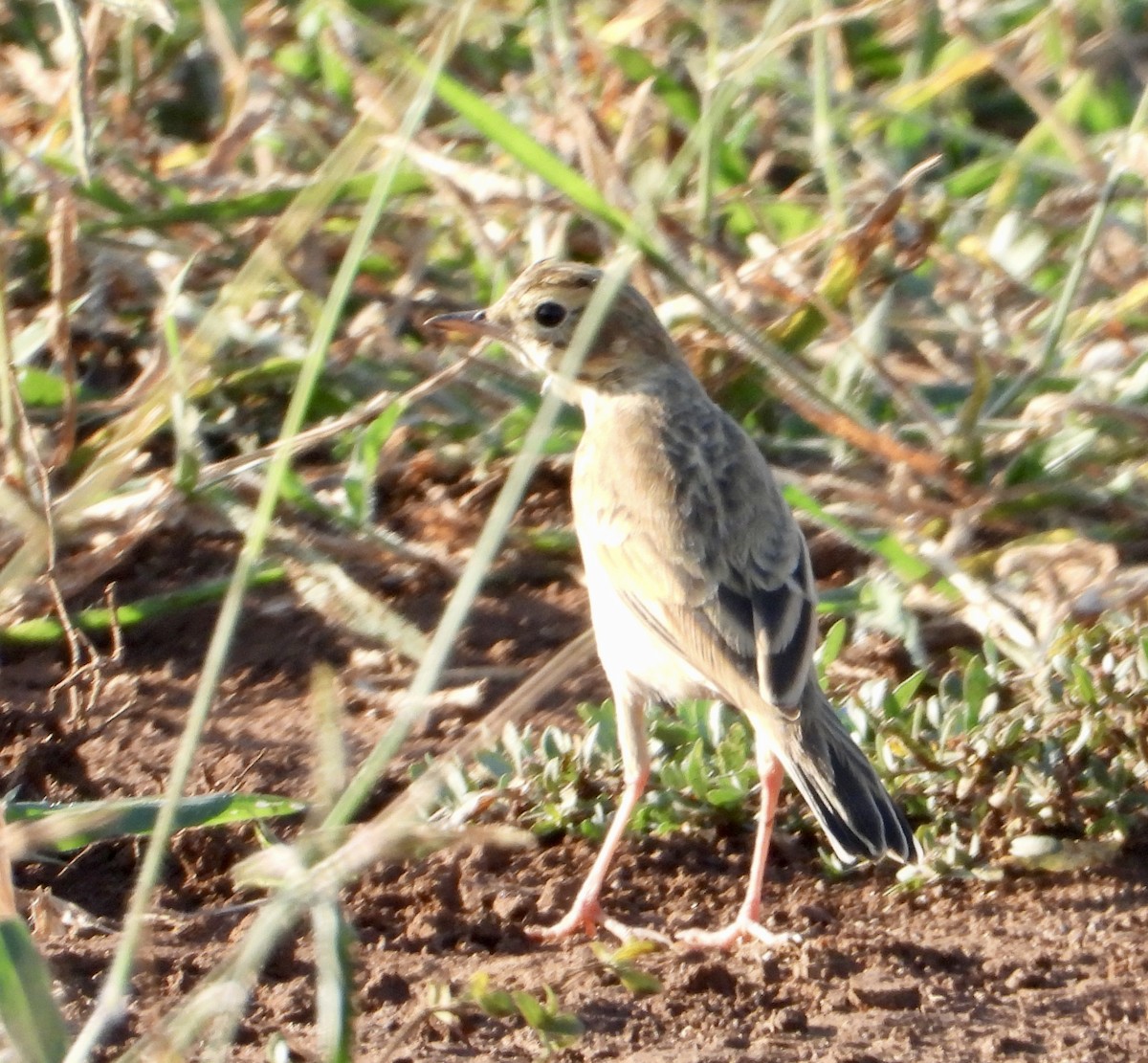 African Pipit - Gary Brent