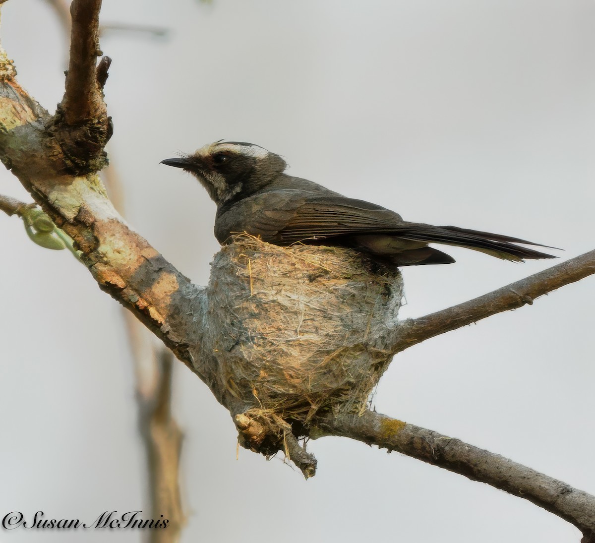 White-browed Fantail - ML618277018