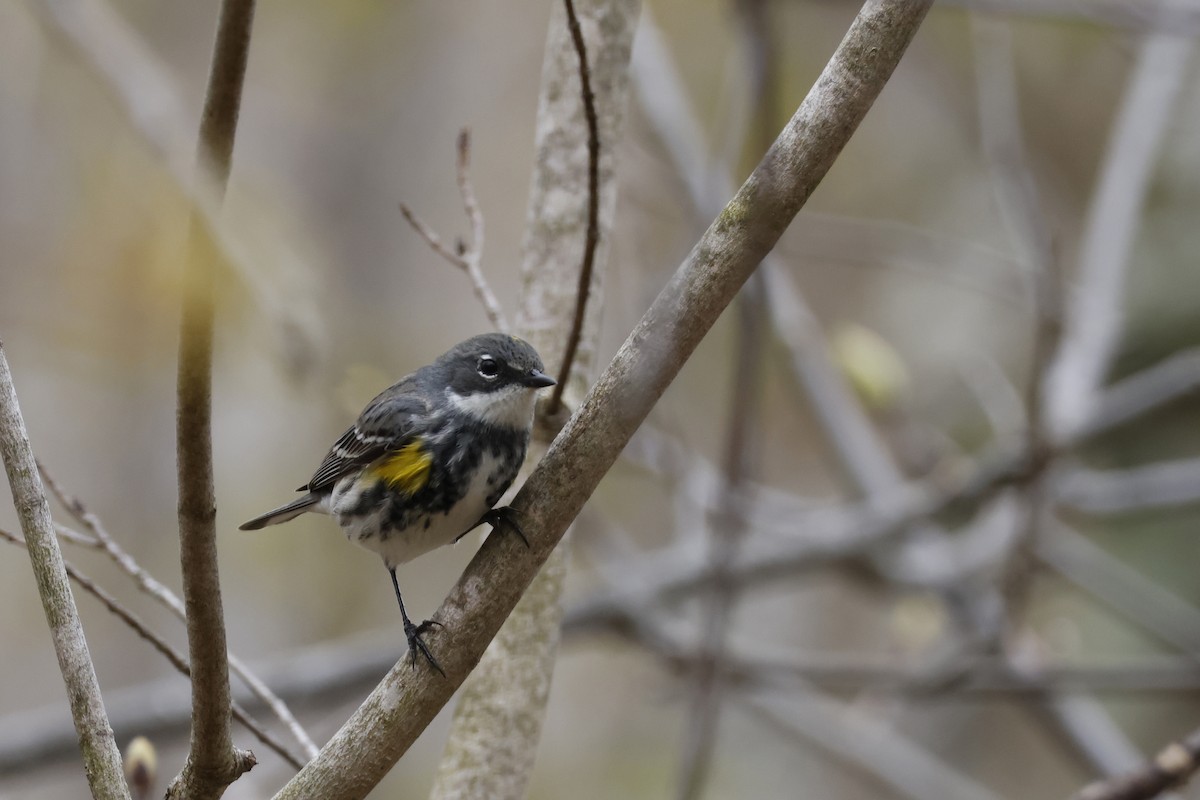 Yellow-rumped Warbler (Myrtle) - ML618277027