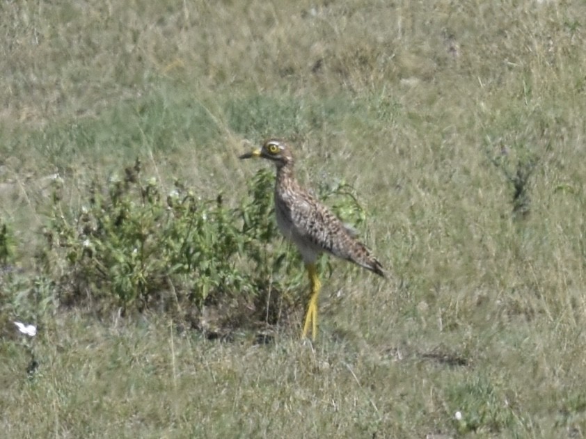 Spotted Thick-knee - ML618277029