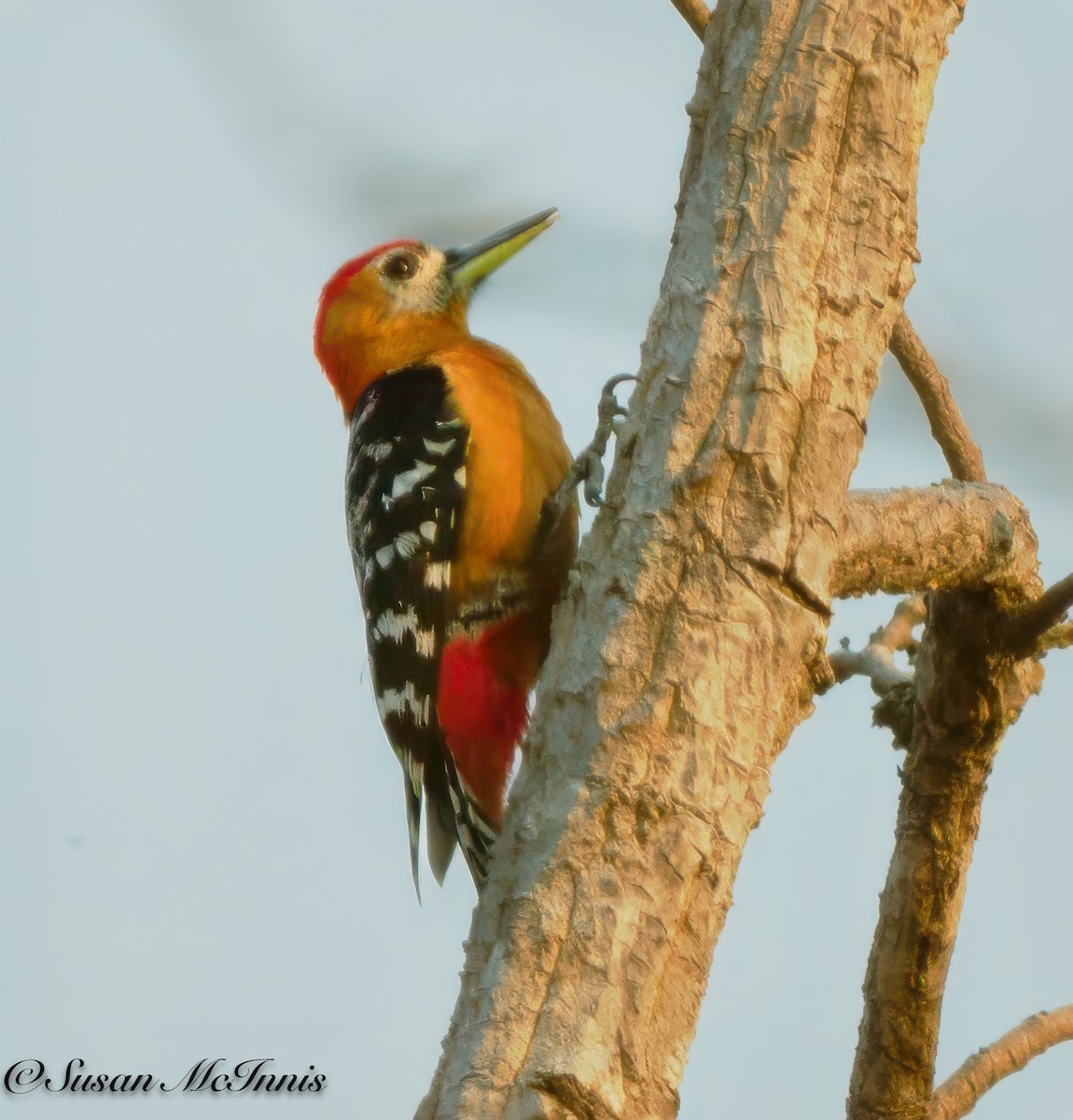 Rufous-bellied Woodpecker - ML618277051