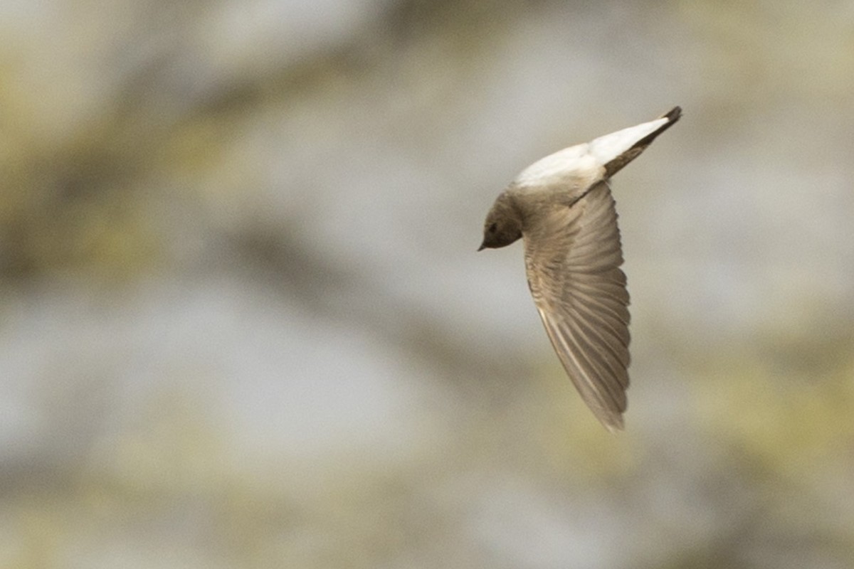 Northern Rough-winged Swallow - ML618277054