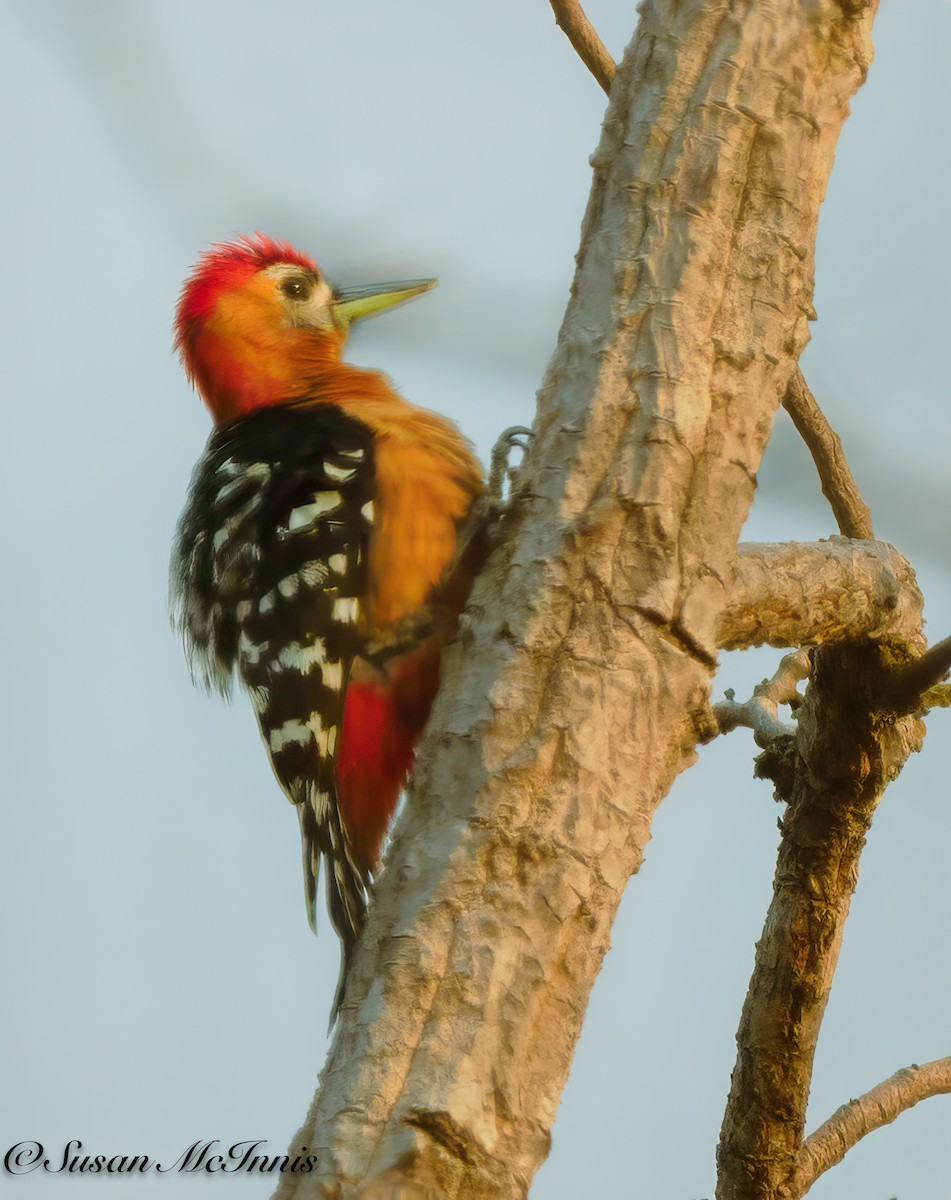 Rufous-bellied Woodpecker - ML618277067