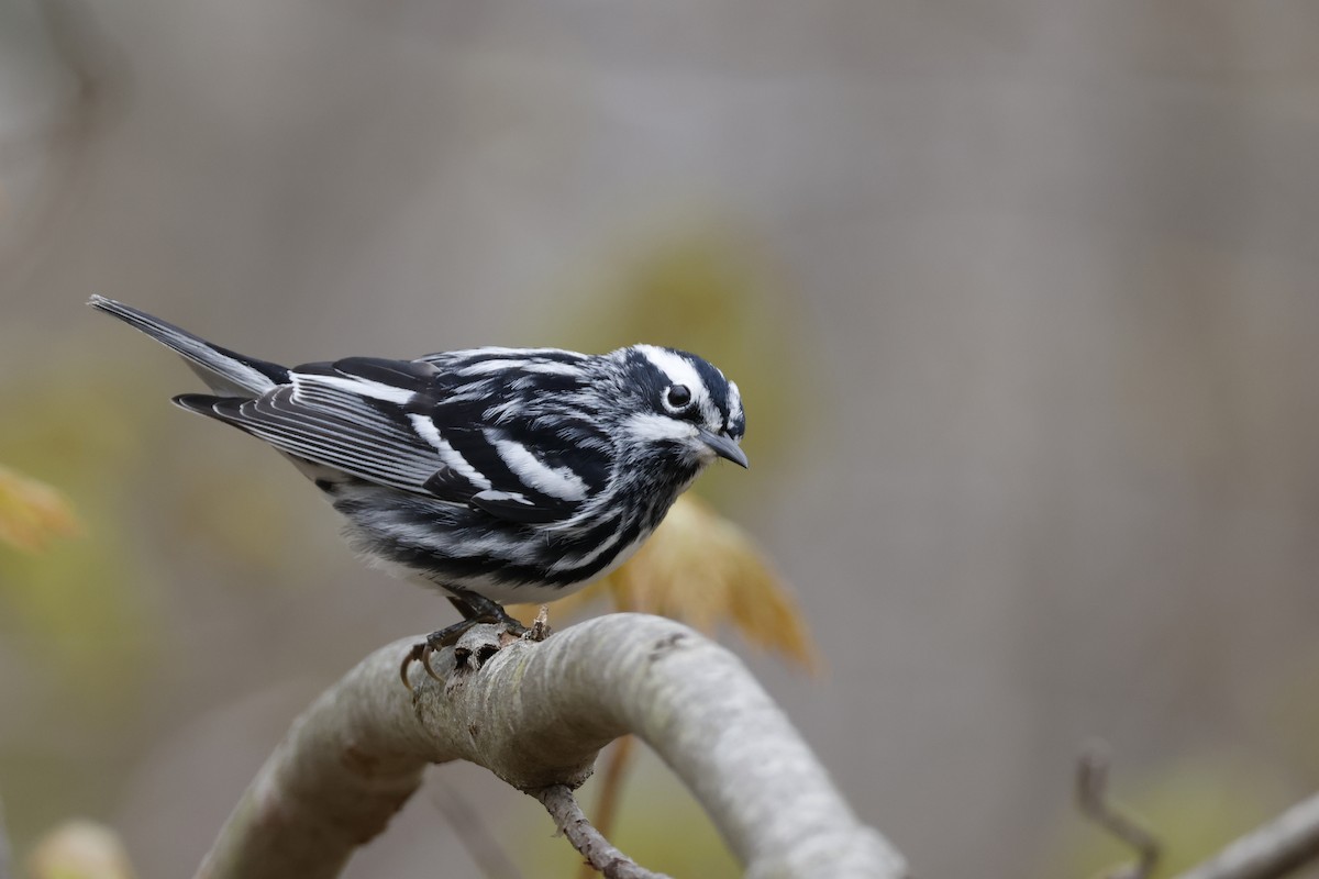 Black-and-white Warbler - ML618277075