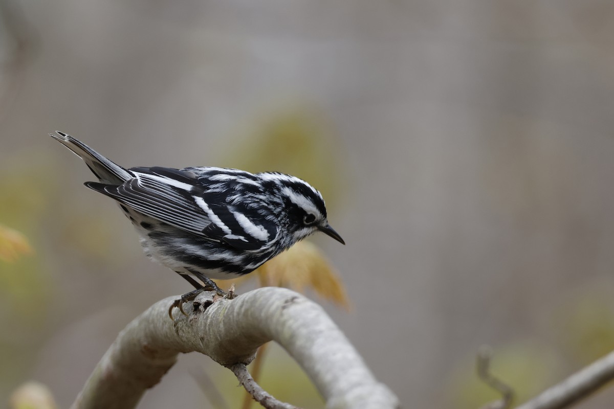 Black-and-white Warbler - ML618277076