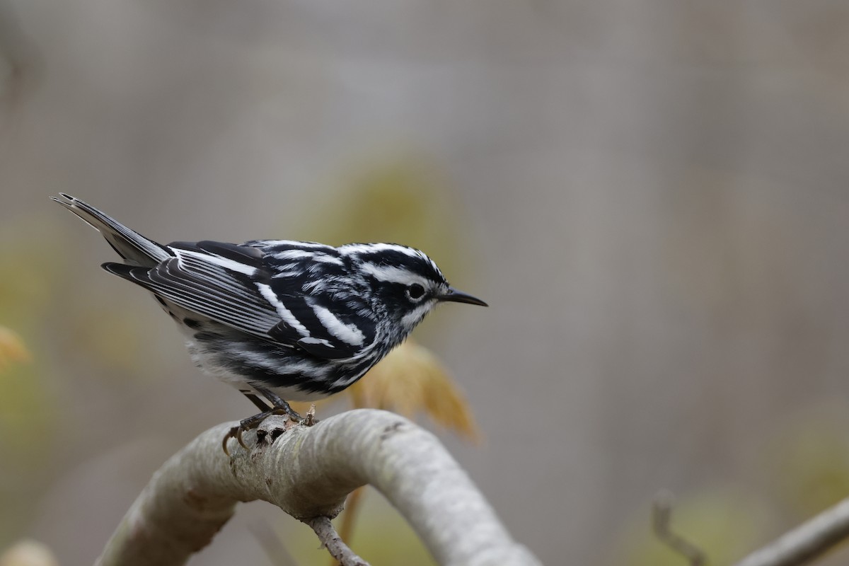 Black-and-white Warbler - ML618277077
