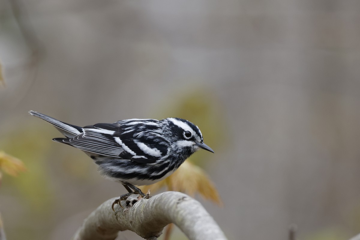 Black-and-white Warbler - ML618277079