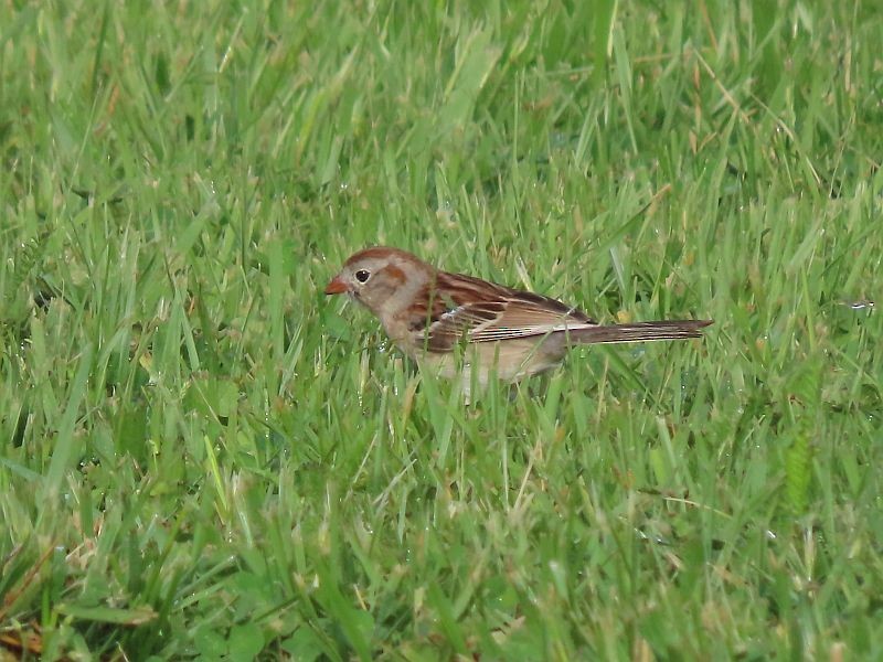 Field Sparrow - ML618277085