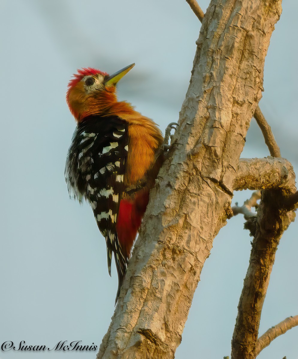 Rufous-bellied Woodpecker - Susan Mac