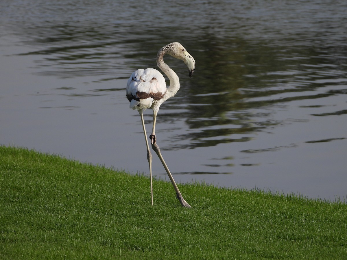 Greater Flamingo - Xander Vissering