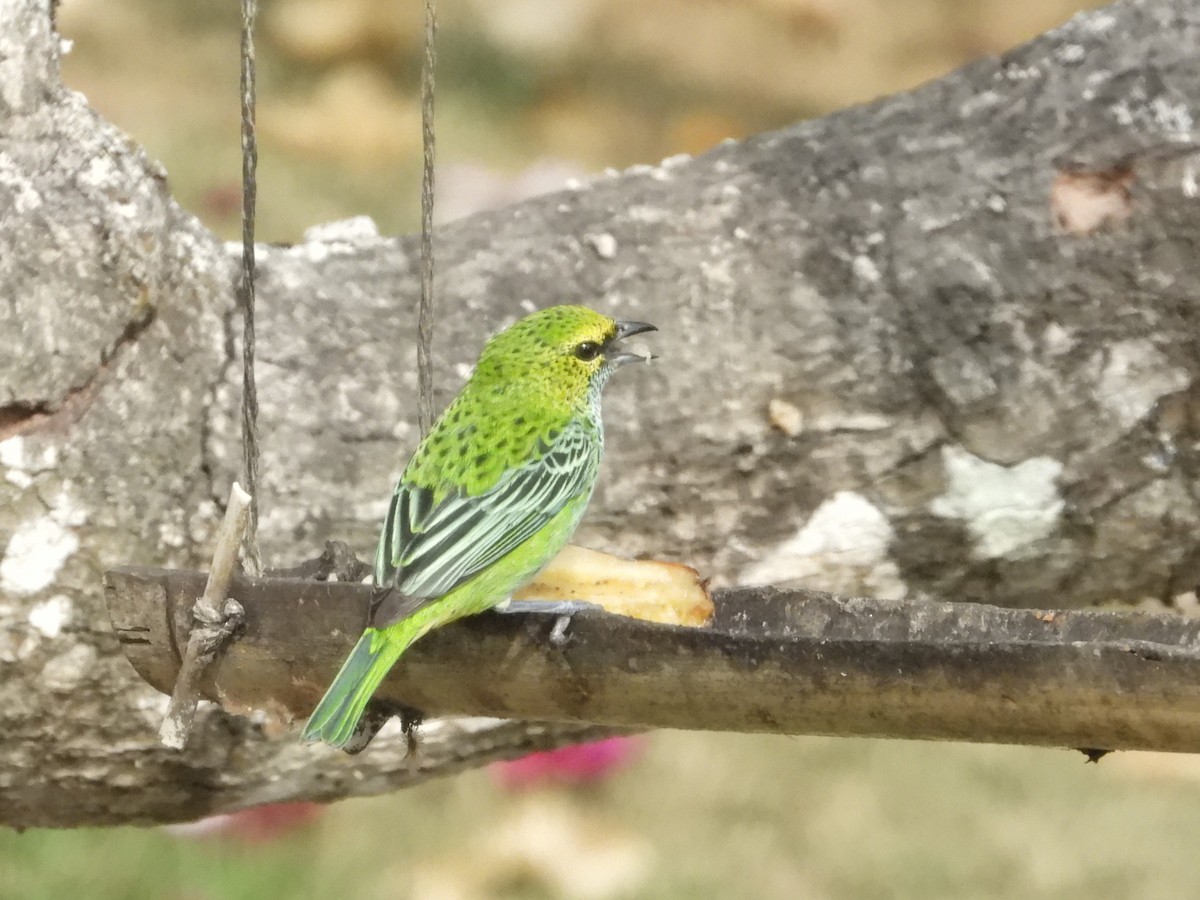 Speckled Tanager - ML618277102