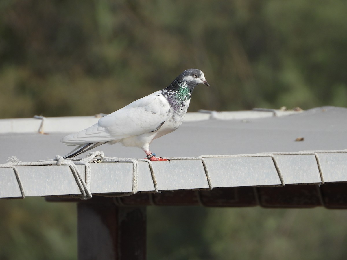 Rock Pigeon (Feral Pigeon) - Xander Vissering