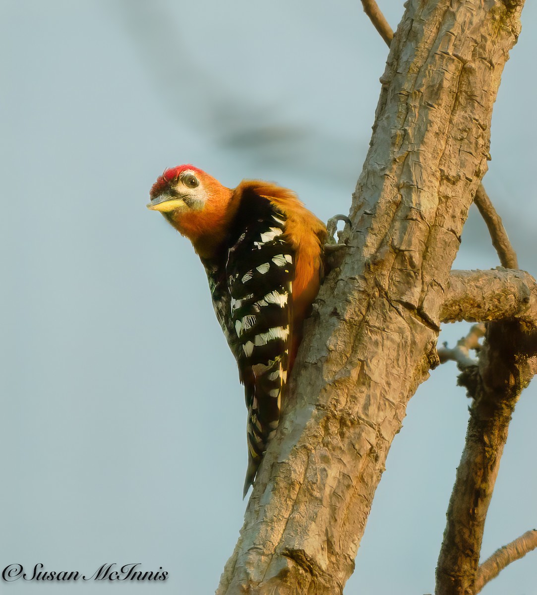 Rufous-bellied Woodpecker - ML618277115