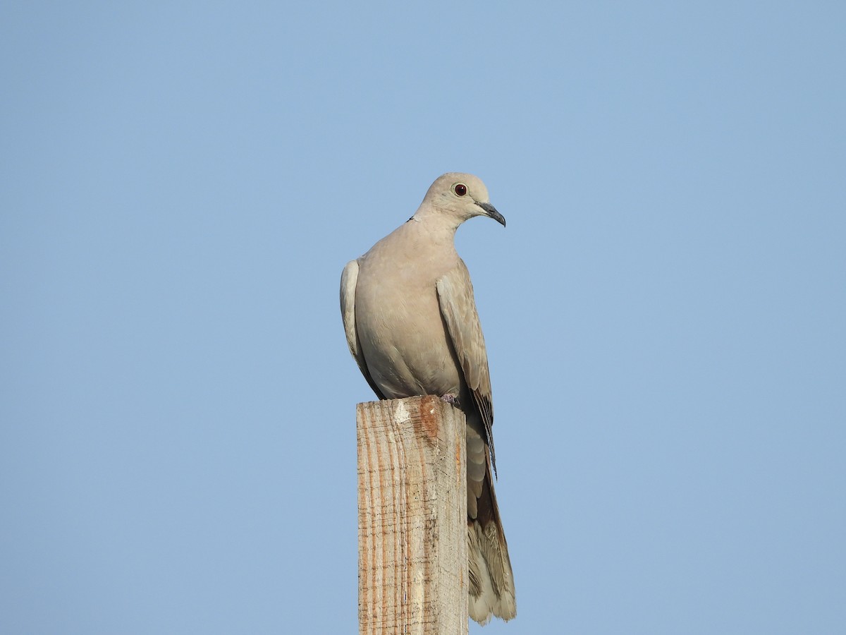 Eurasian Collared-Dove - ML618277129