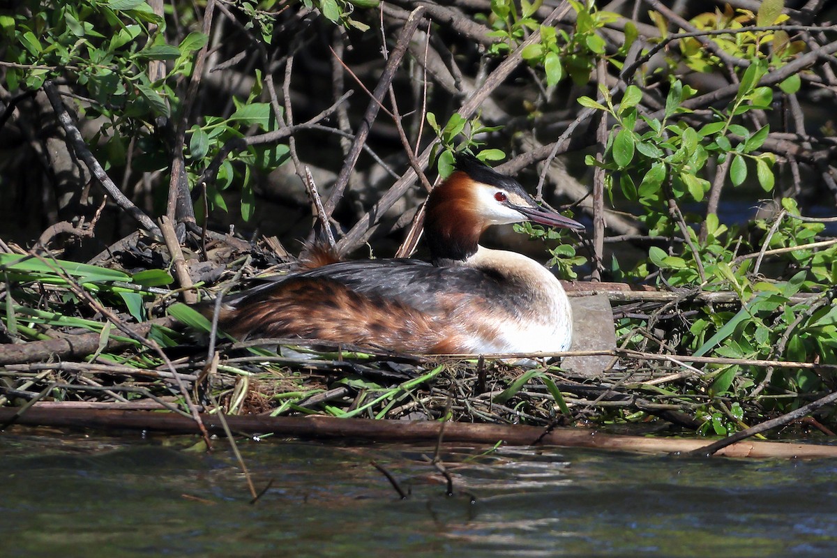 Great Crested Grebe - Richard Styles