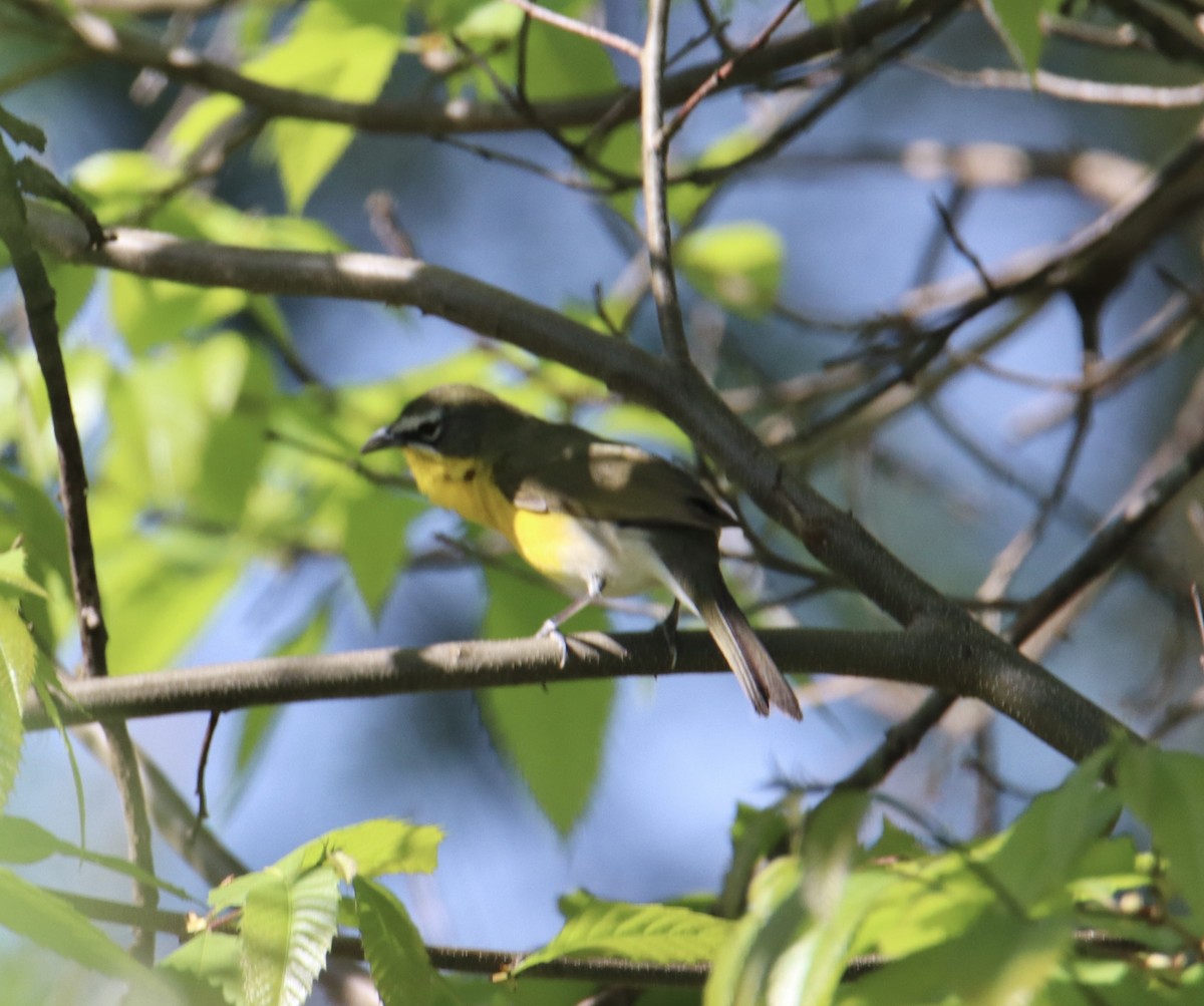 Yellow-breasted Chat - ML618277179