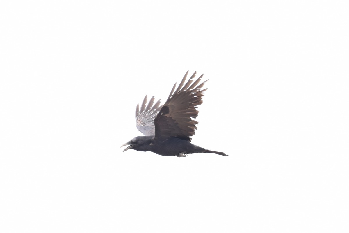 Common Raven - Kevin Gevaert