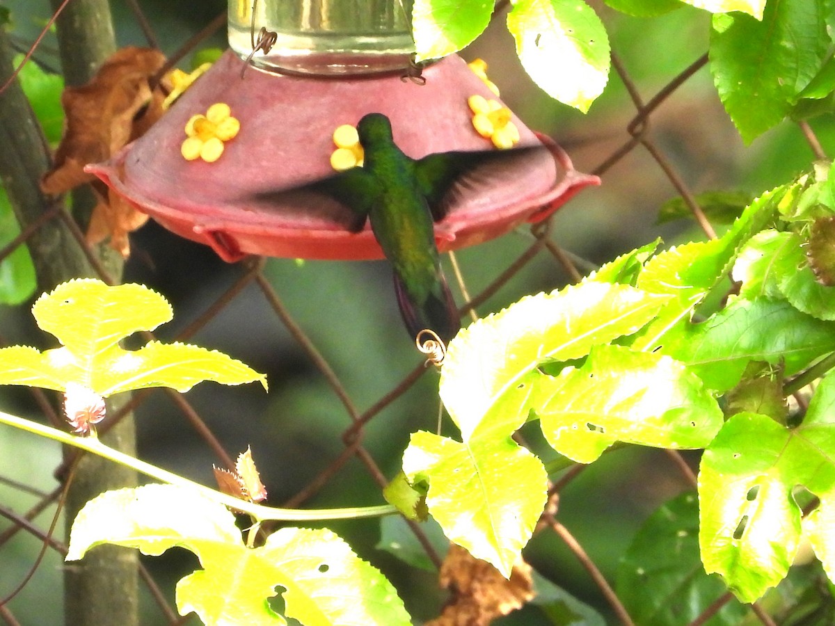 Copper-rumped Hummingbird - ML618277195