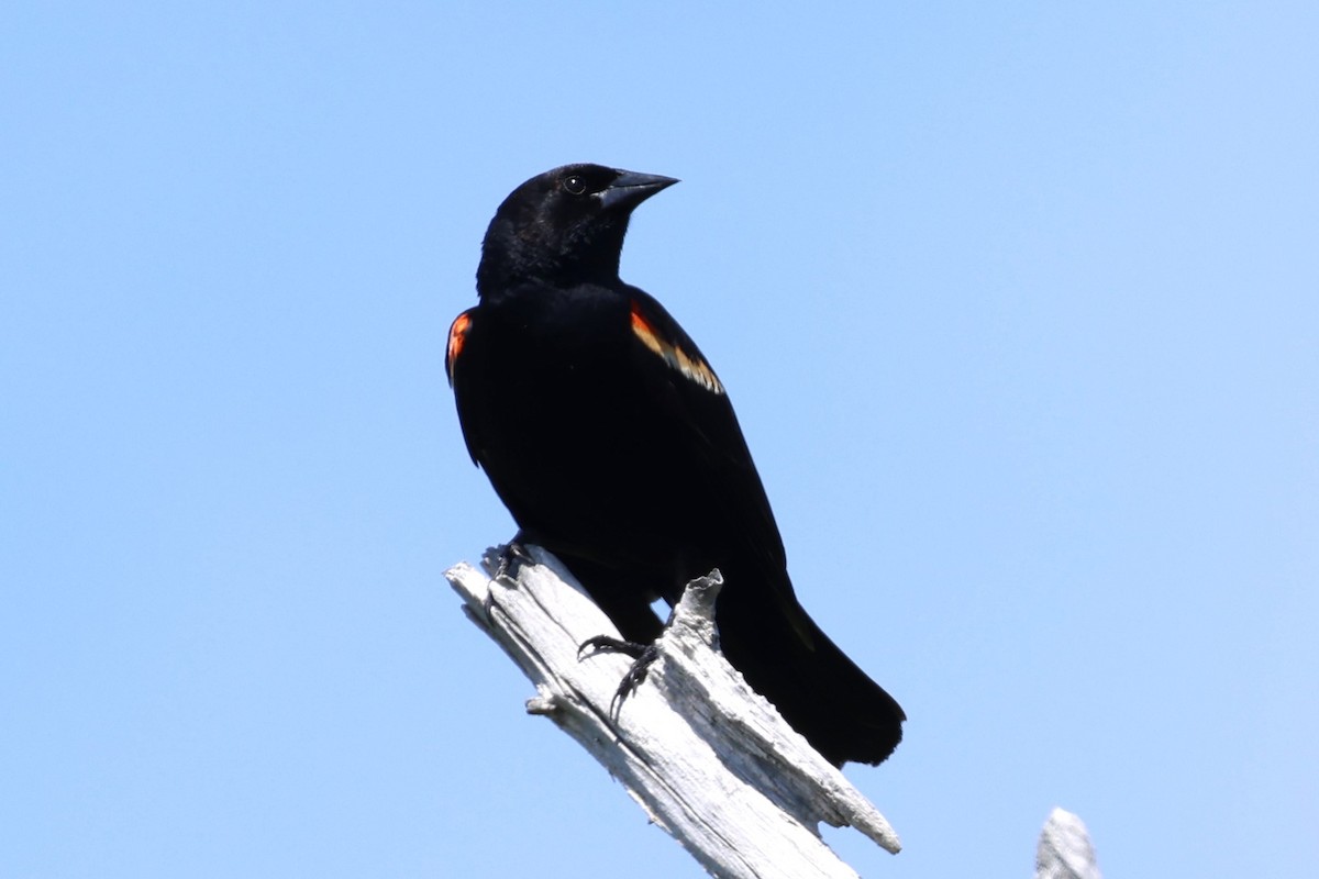 Red-winged Blackbird - ML618277203