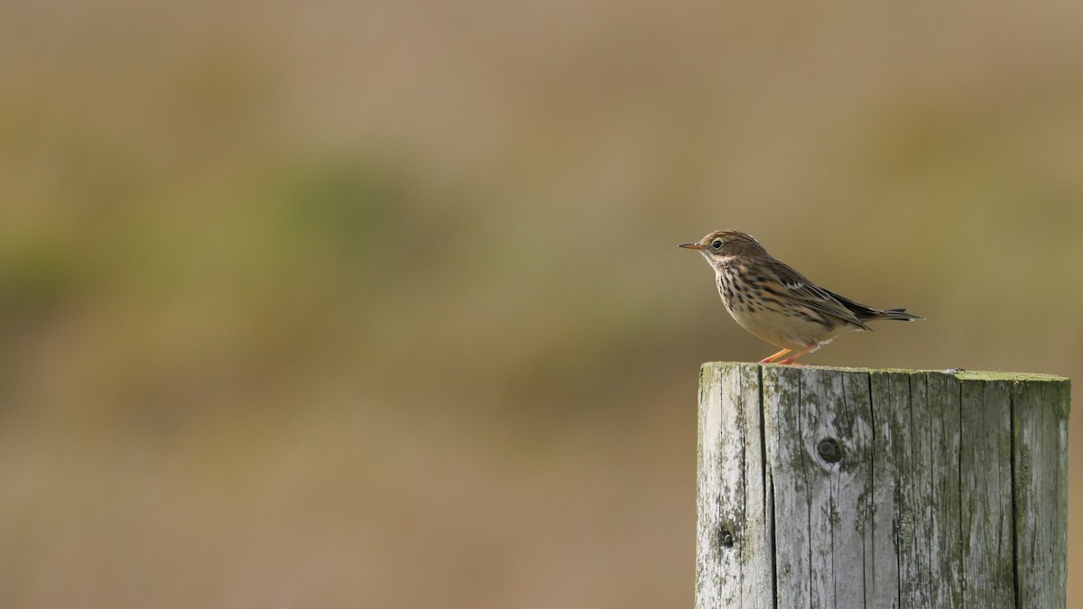 Meadow Pipit - ML618277210