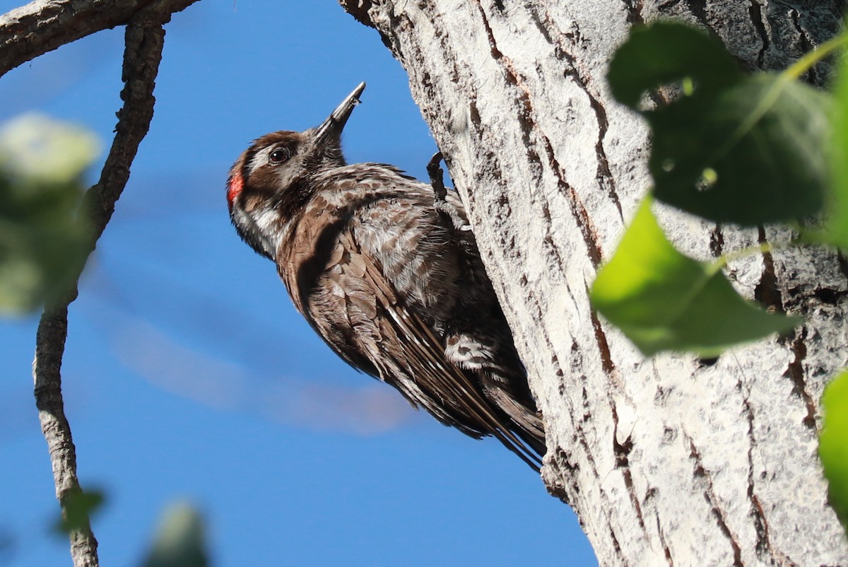 Arizona Woodpecker - ML618277222
