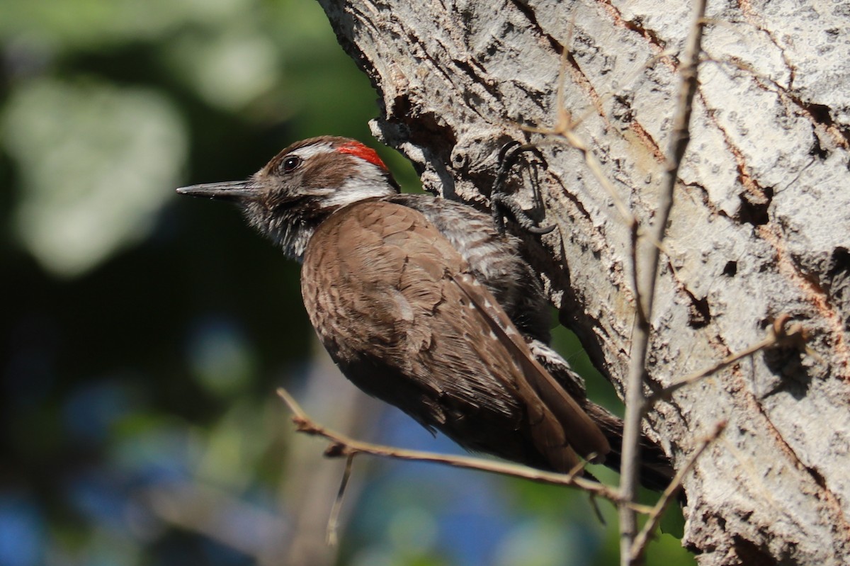 Arizona Woodpecker - ML618277231