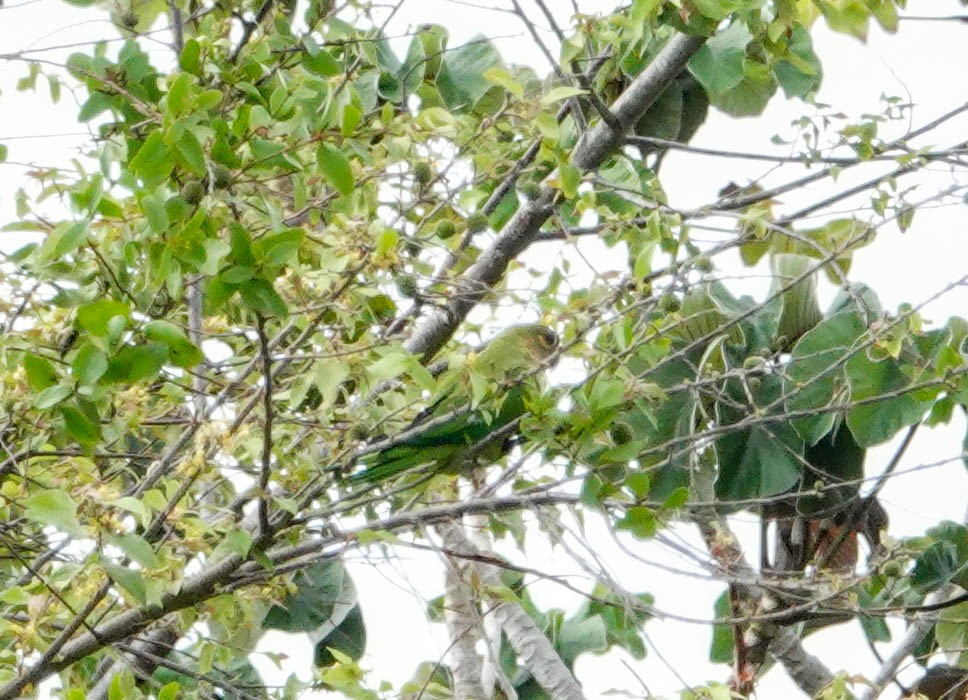 Brown-throated Parakeet - ML618277233
