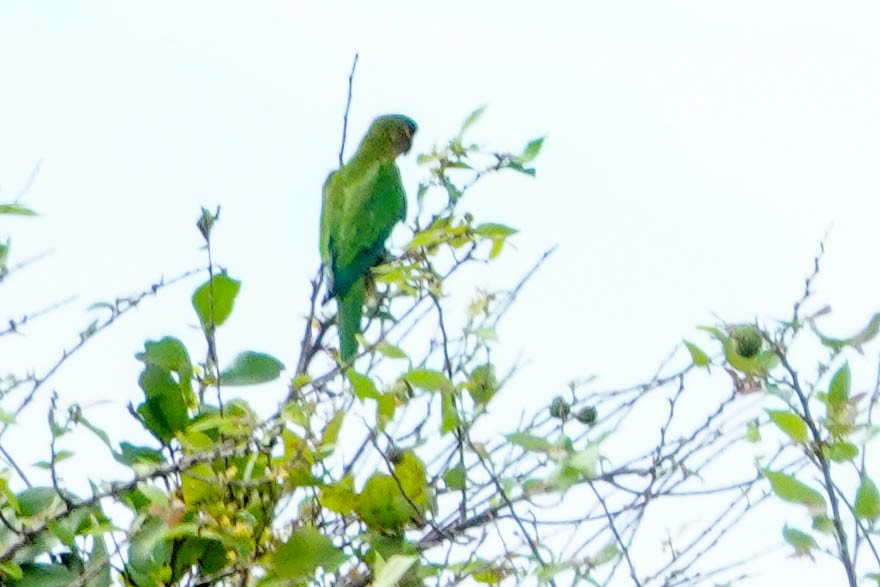 Brown-throated Parakeet - ML618277234