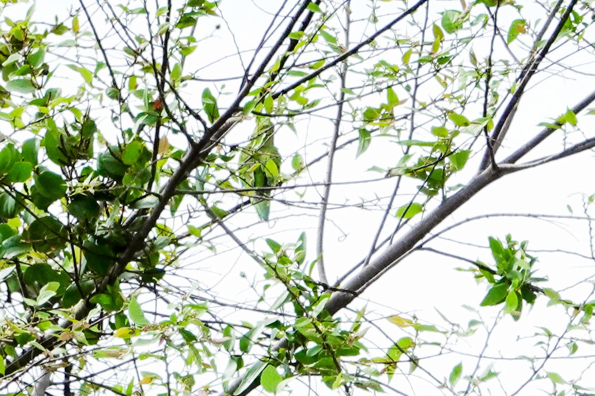 Brown-throated Parakeet - ML618277235