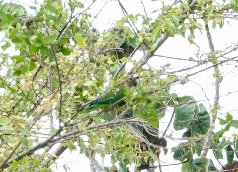 Brown-throated Parakeet - ML618277236