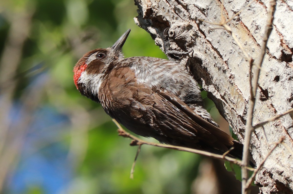 Arizona Woodpecker - ML618277238