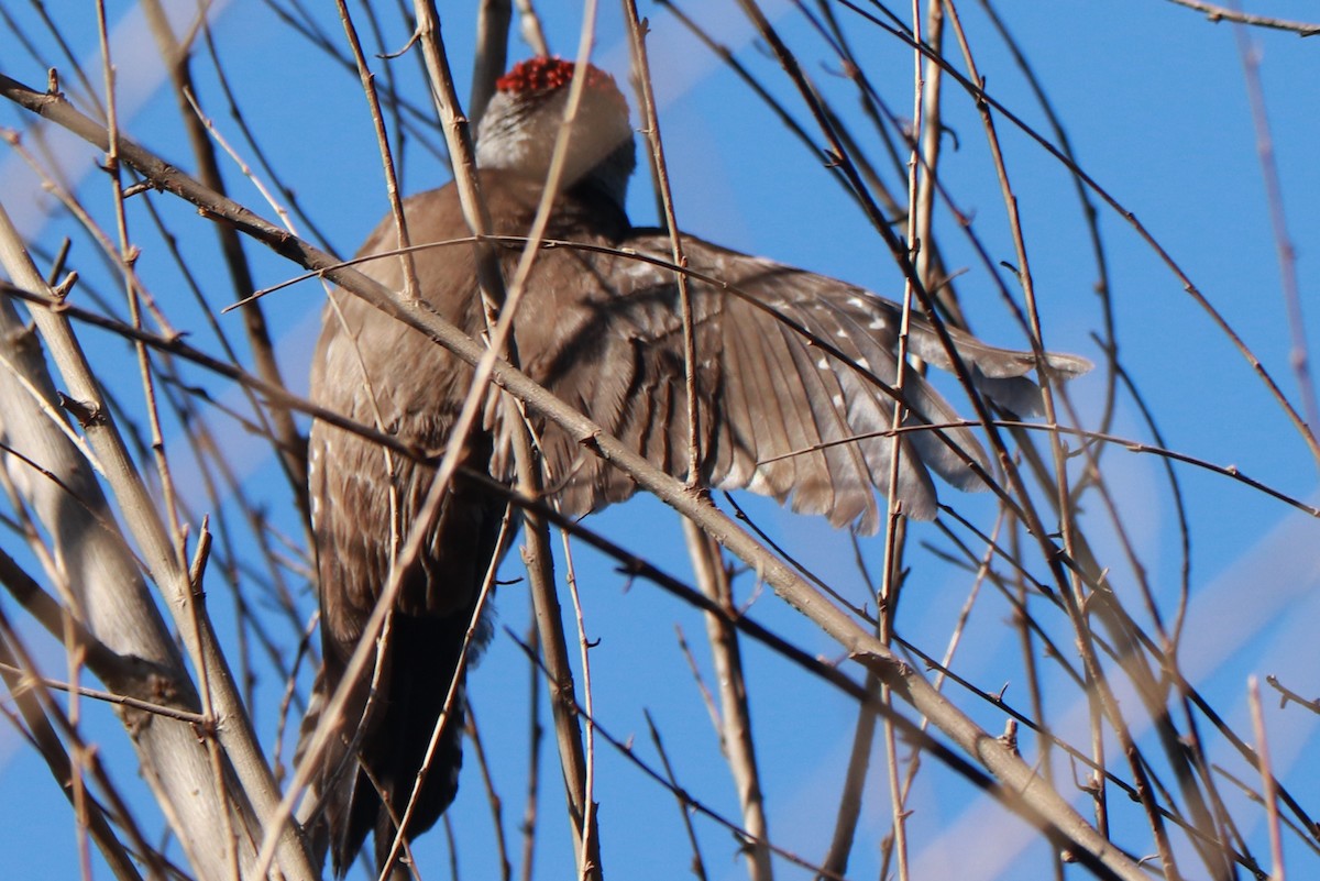 Arizona Woodpecker - ML618277243