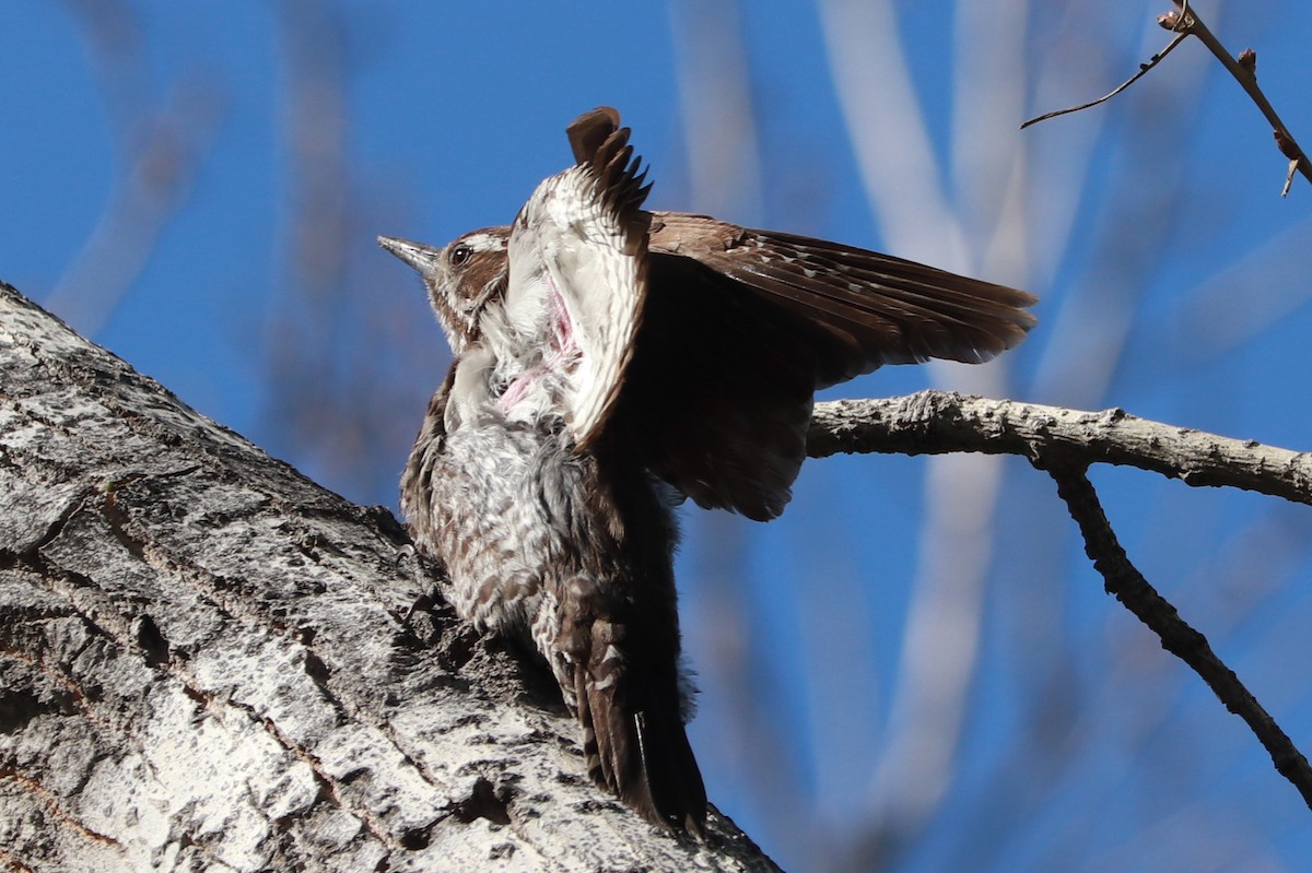 Arizona Woodpecker - ML618277249