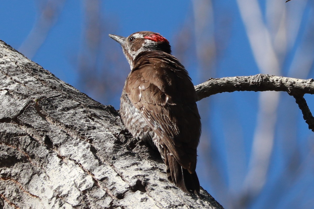 Arizona Woodpecker - ML618277257