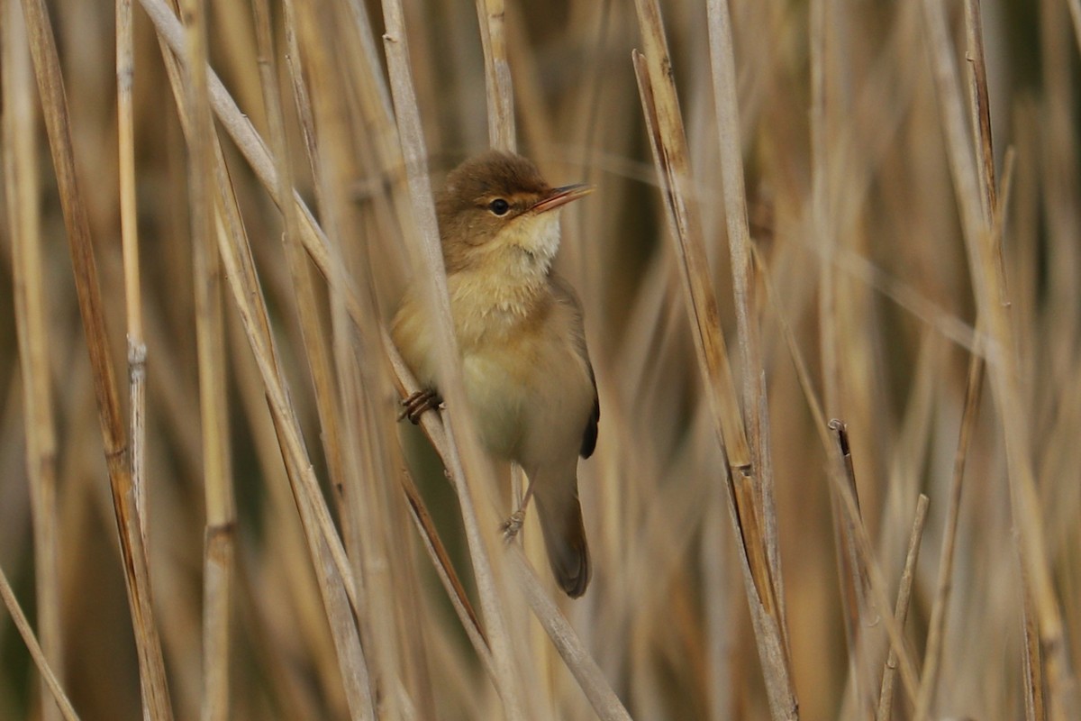 Common Reed Warbler - ML618277260