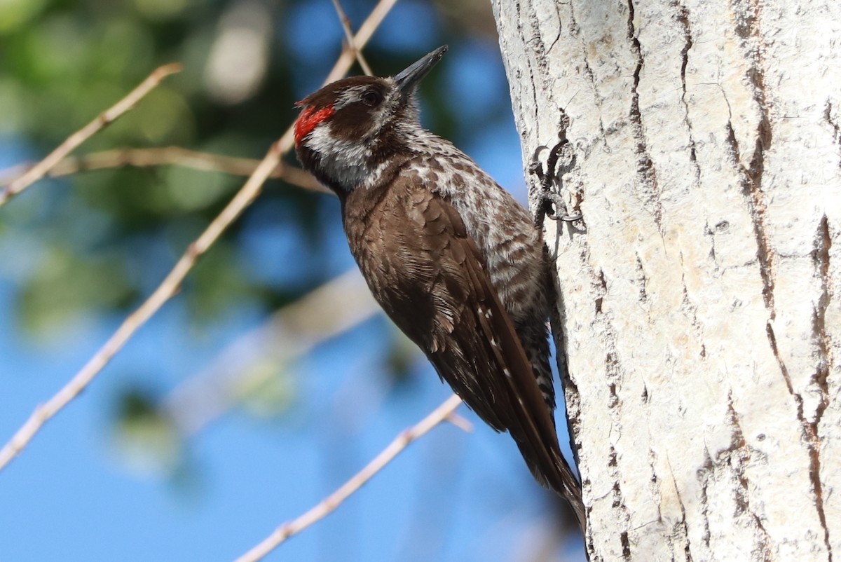 Arizona Woodpecker - ML618277262
