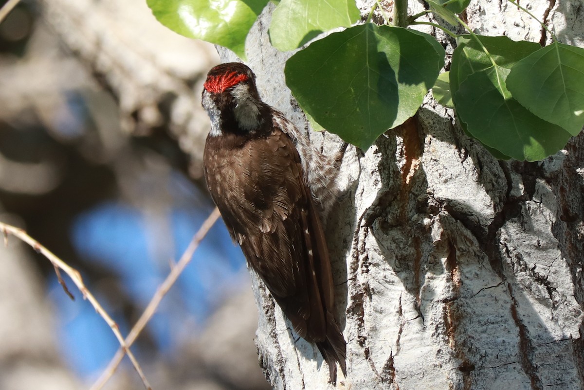 Arizona Woodpecker - Andrew Core