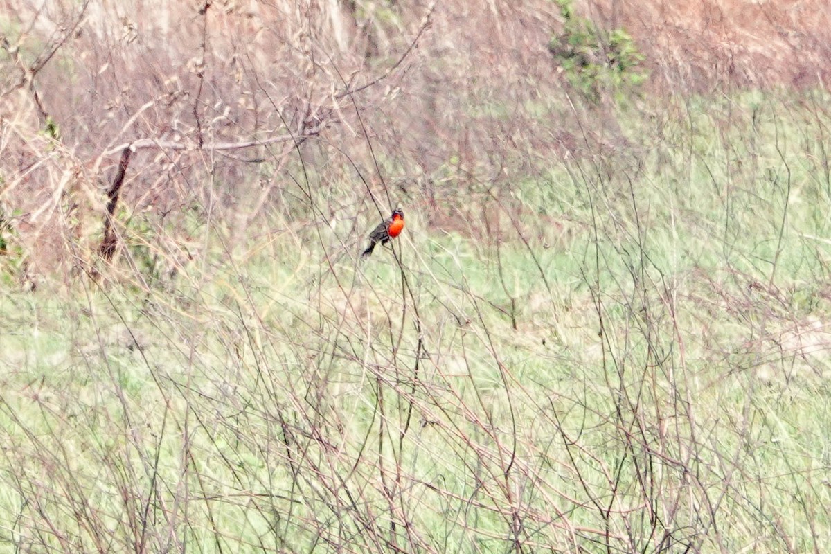 Red-breasted Meadowlark - ML618277272
