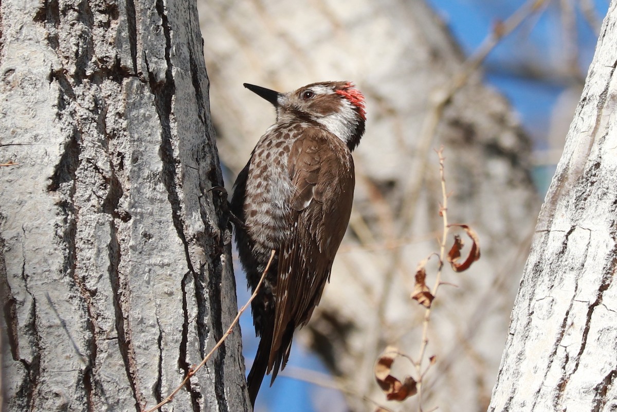 Arizona Woodpecker - ML618277276