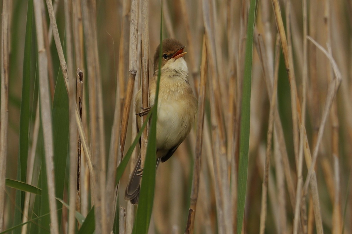 Common Reed Warbler - ML618277278