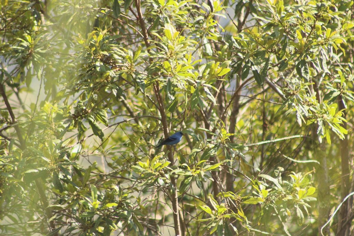 Blue-and-black Tanager - ML618277279