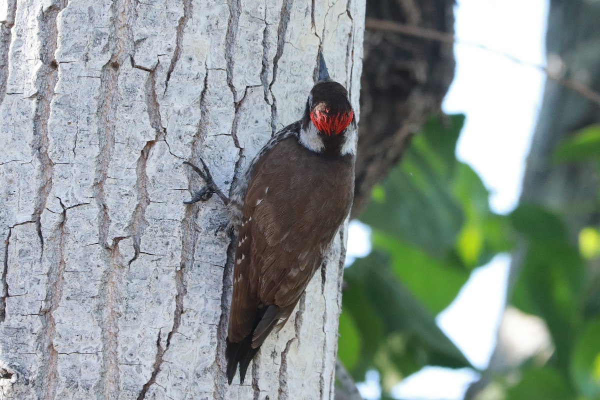 Arizona Woodpecker - Andrew Core