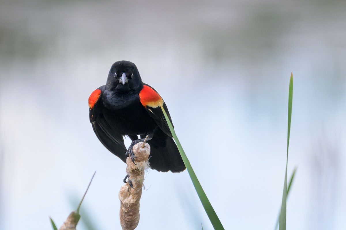 Red-winged Blackbird - ML618277289