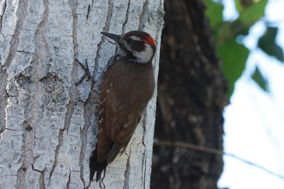 Arizona Woodpecker - ML618277293