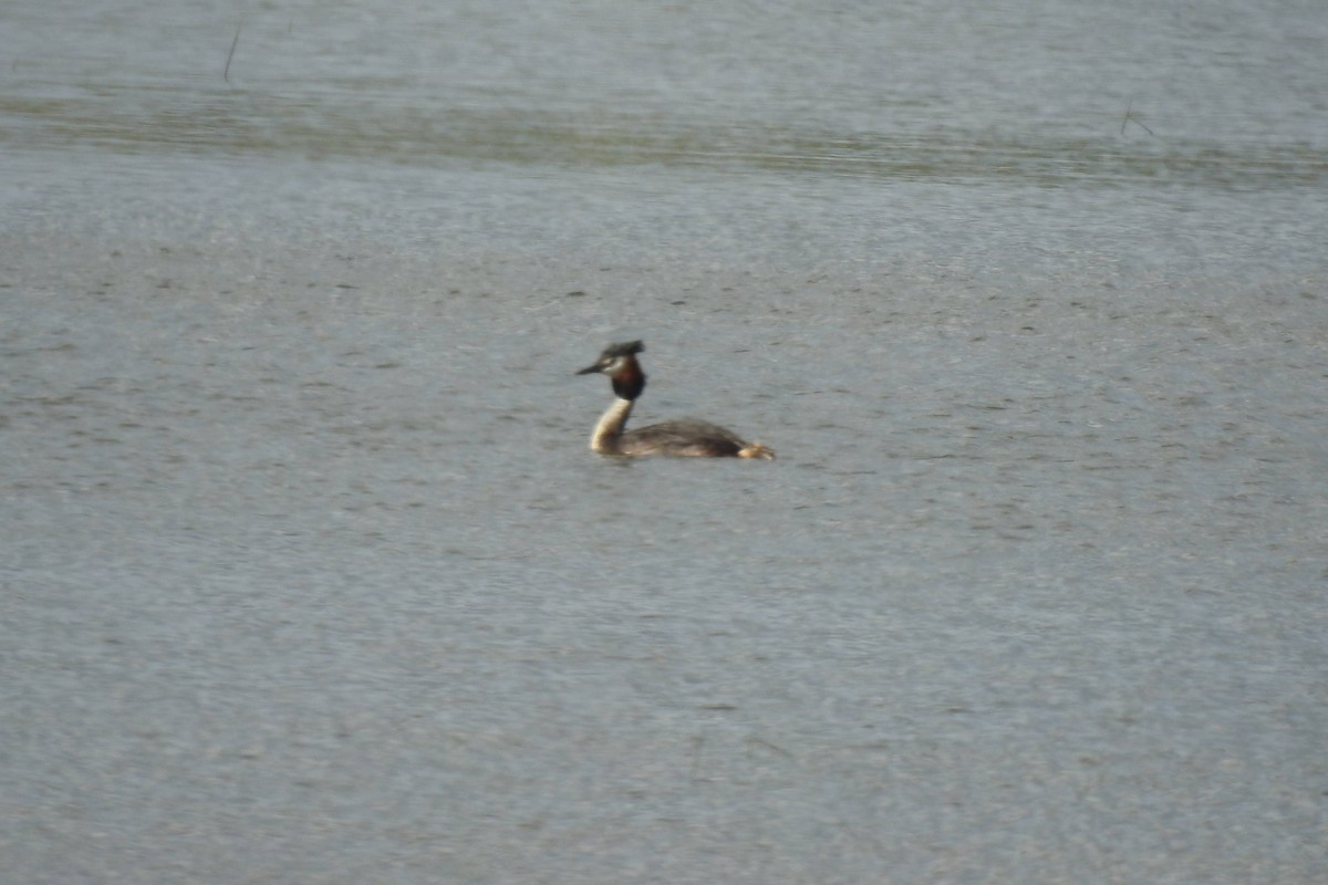 Great Crested Grebe - ML618277294