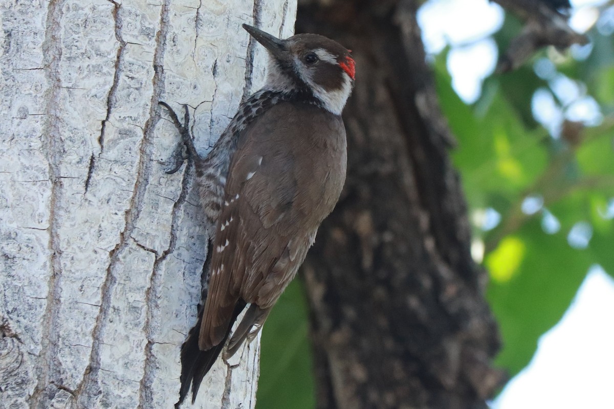 Arizona Woodpecker - ML618277298