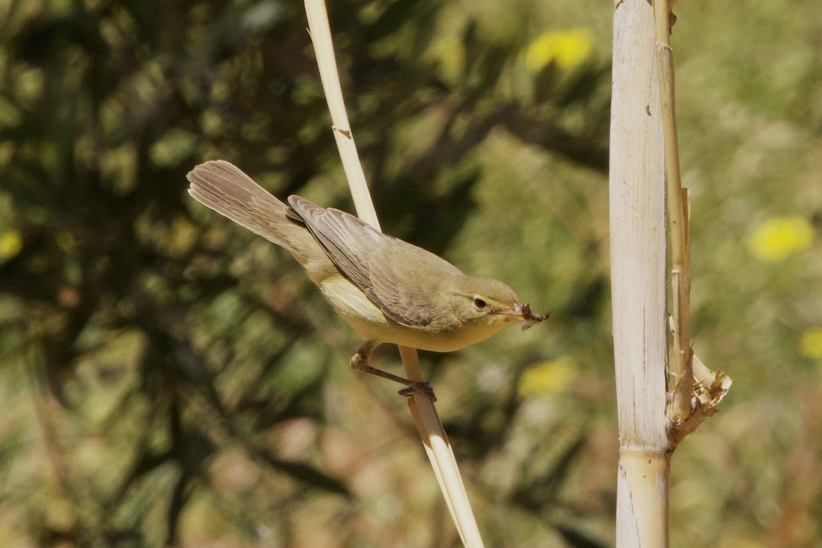 Melodious Warbler - ML618277335