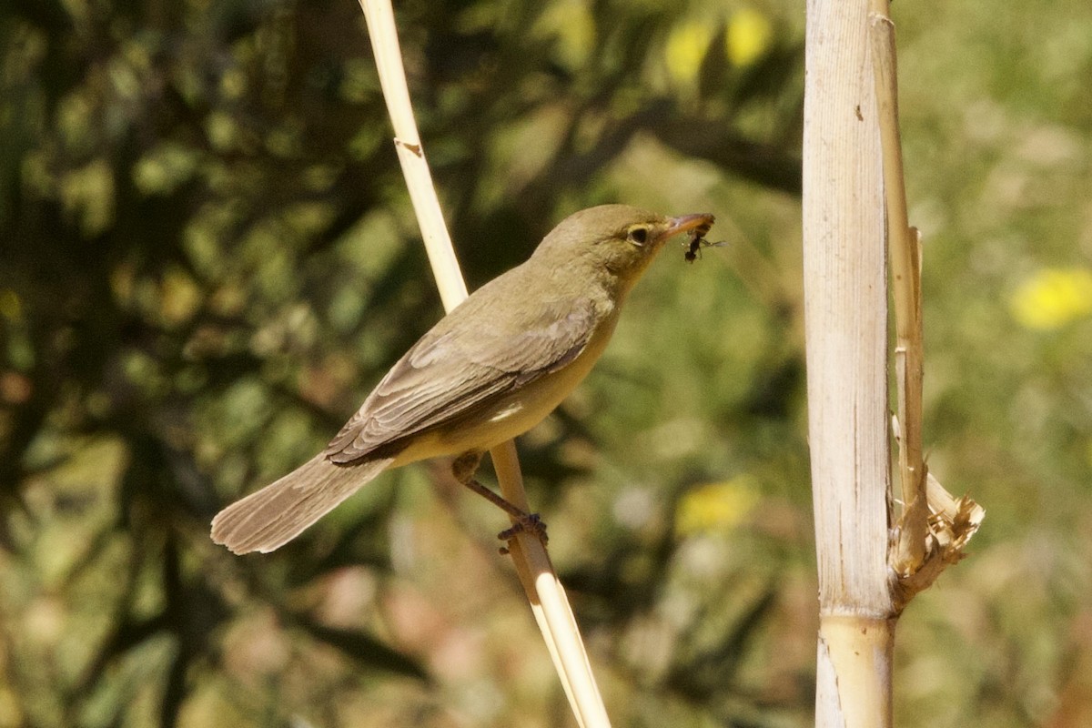 Melodious Warbler - ML618277336
